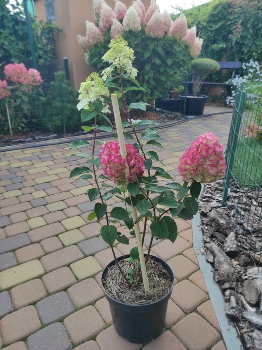 Гортензія Ренсам Фрамб.,Графіті ,Фрайз Мельба ,Лаймлайт,Пастель грін,