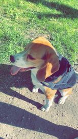 Pies rasy BEAGLE