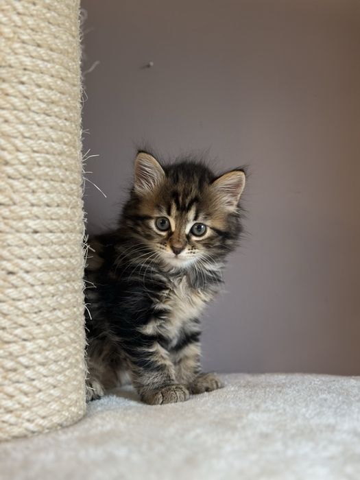 Piękna Kotka Syberyjska AIKO SeverynKa*PL