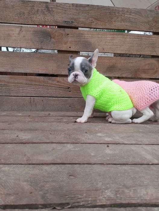 Мальчик и девочка французики