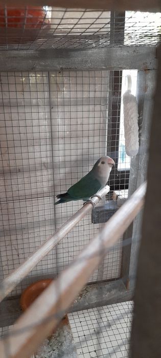 Aves (agapornis) vendo