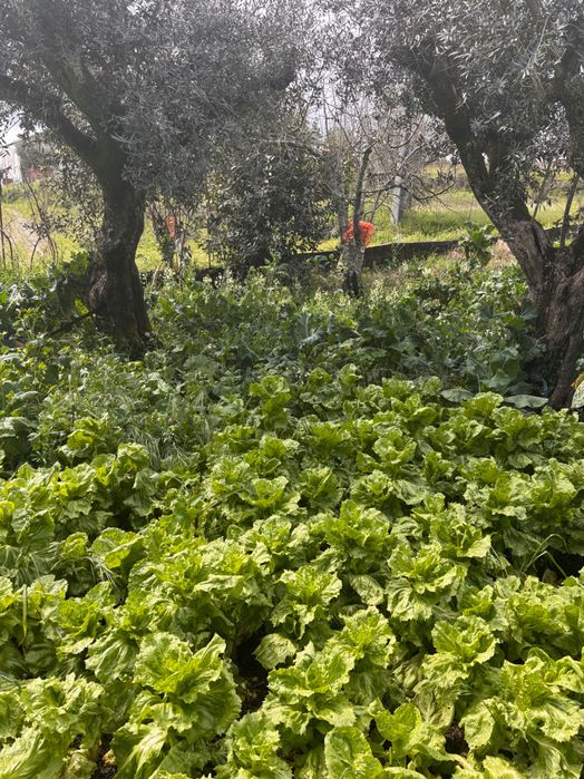 Casa para recuperar com furo