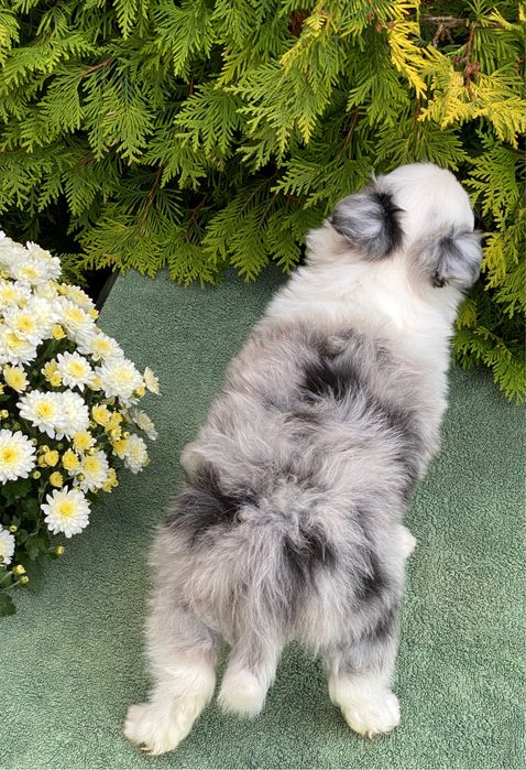 Border Collie chłopiec blue merle