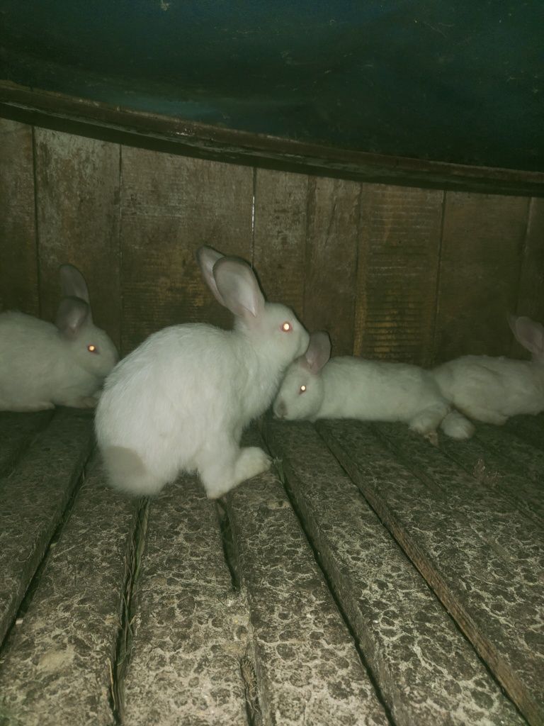 Кролики разного размера и породы