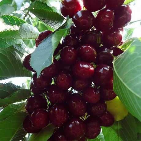 Пропонуємо саджанці черешні з розвиненою кореневою. Опт та Роздріб.