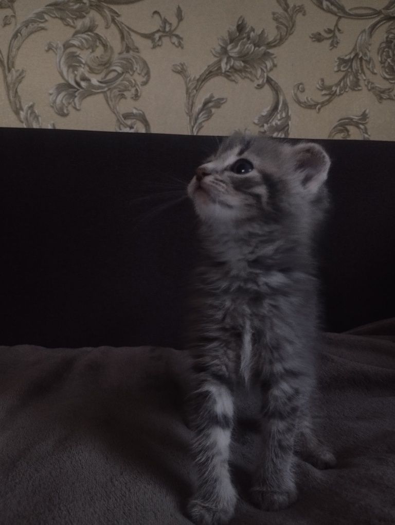 висловухе кошеня