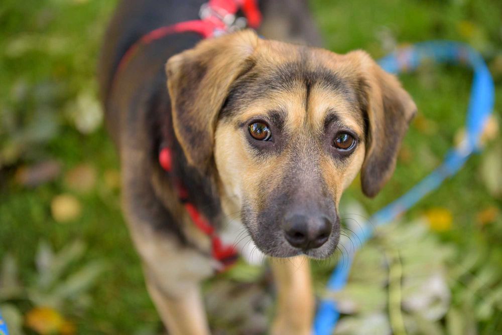 TULUKA - psi dzieciak uczy się żyć normalnie, szczeniak ok. 10 mscy