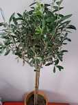 Оливкове дерево (Olea europaea)