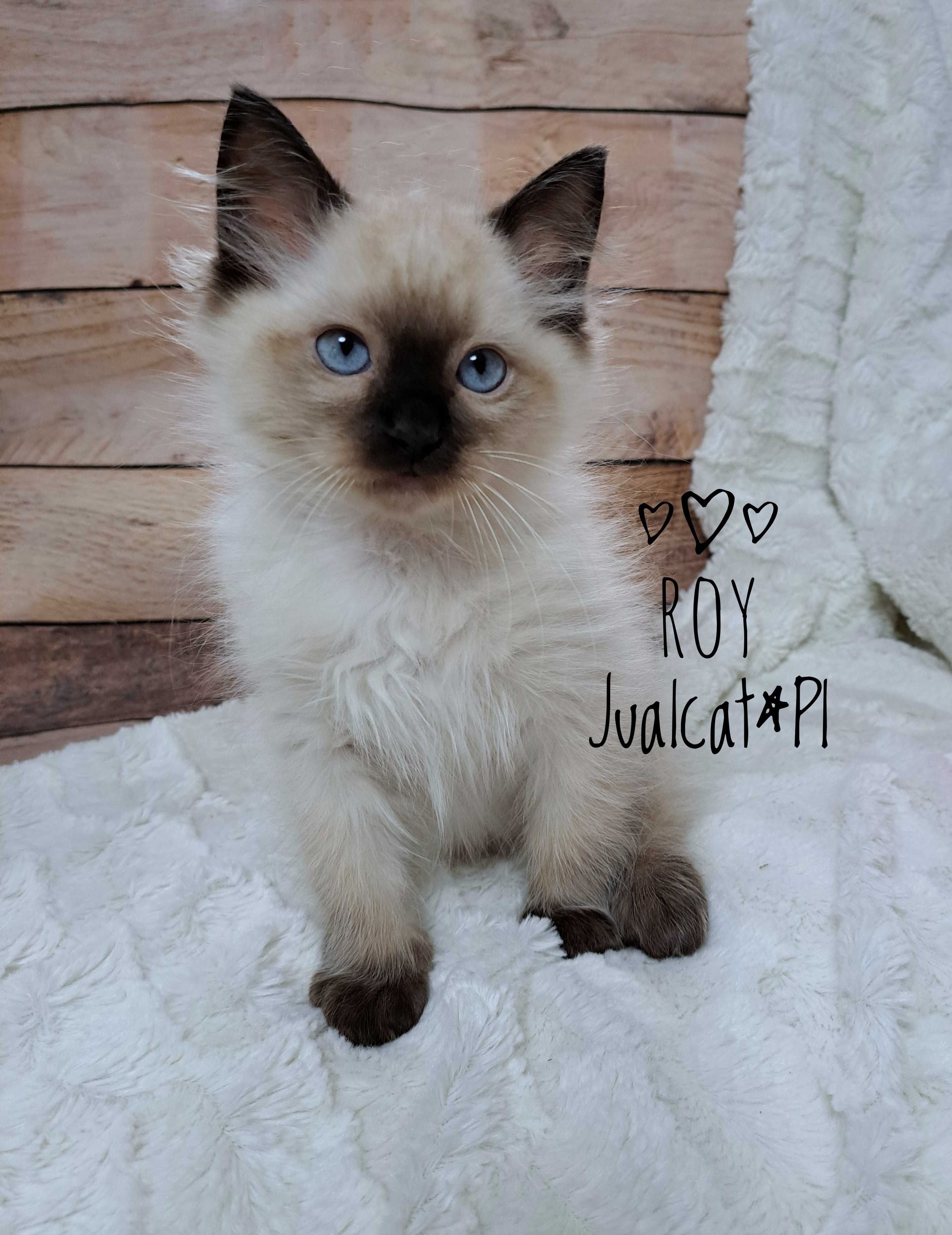 RAGDOLL Kocurek seal colorpoint Rag n Rodówod FPL