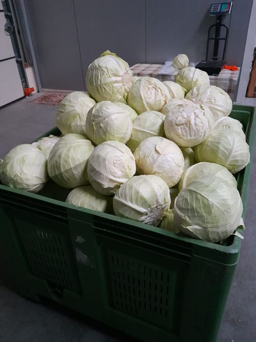 Sprzedam kapuste szatkowaną lub całą