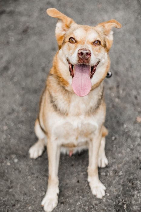 Roki - wspaniały i wesoły pies do adopcji