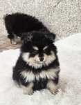 Spitz Macho pequenino