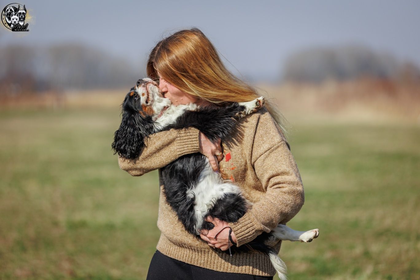 Cavalier king charles spaniel