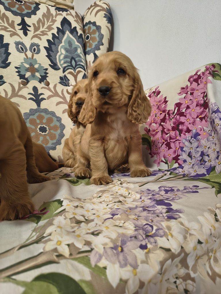 Okazja ze względu na sytuacje rodzinną!  Piękne Cocker spaniel