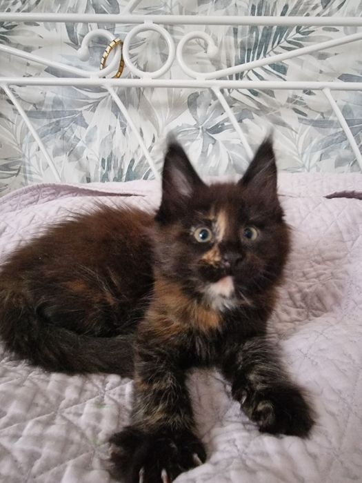 Maine Coon kotka kocięta