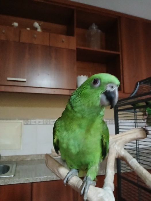 Amazonas auropaliatta