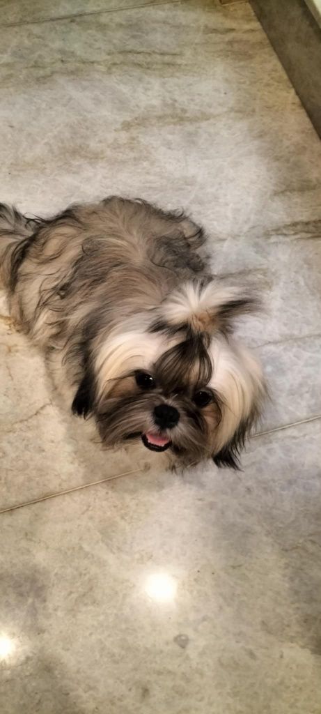 Piesek shih tzu z 3 szczepieniami .