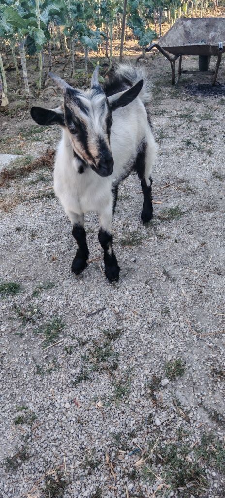 Cabrito raça serpentina