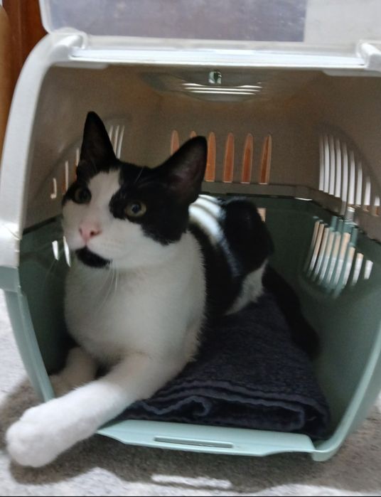 Gatinho macho 8 meses, esterilizado e com chip – Adoção responsável