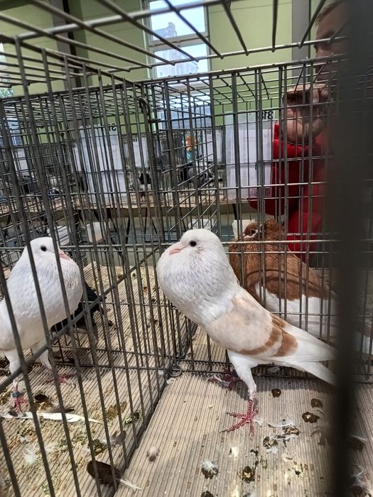 Garłacze verburskie