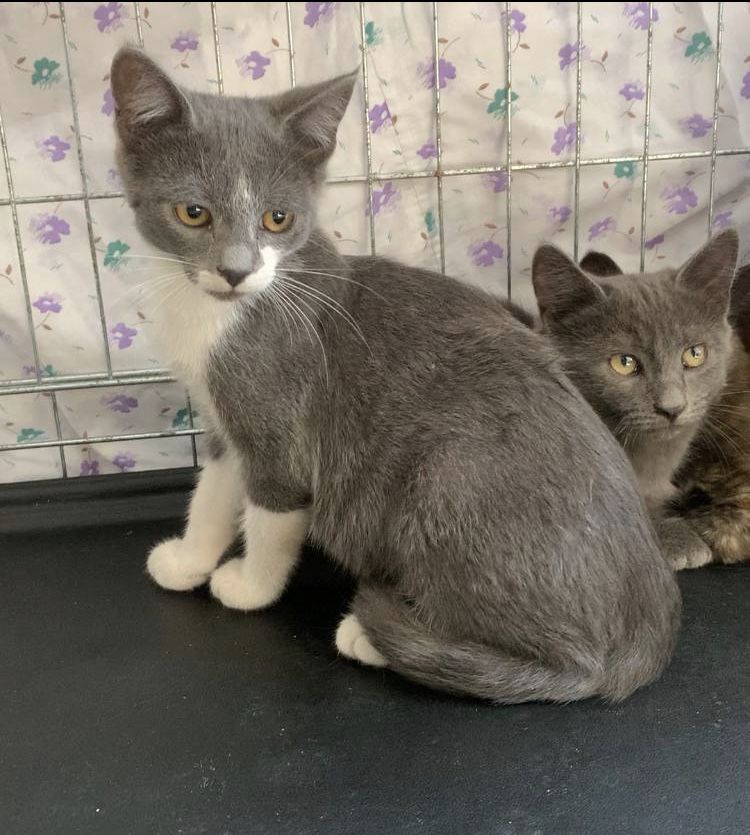 Котенок котята  кошка
