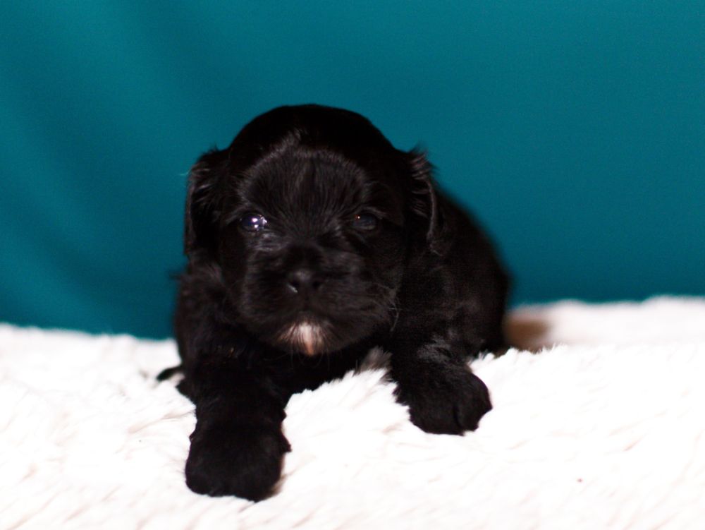Shihpoo Pudel Maltipoo