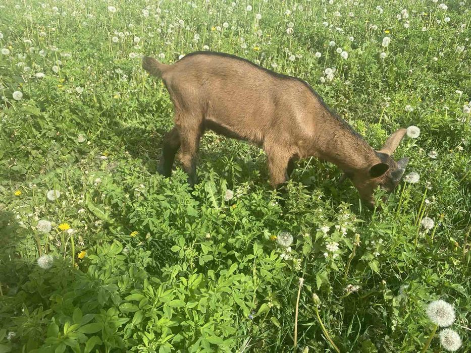 Козлики Альпійські