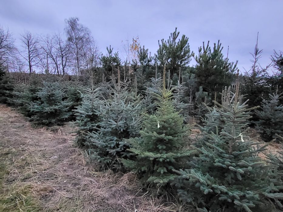 Jodła Kaukaska świerk zwykły  i srebrny maly