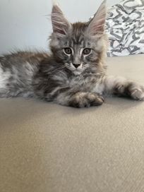 Kocur Maine Coon