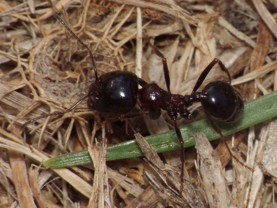Экзотические муравьи Messor wasmanni /Екзотичні мурахи / Для новичков
