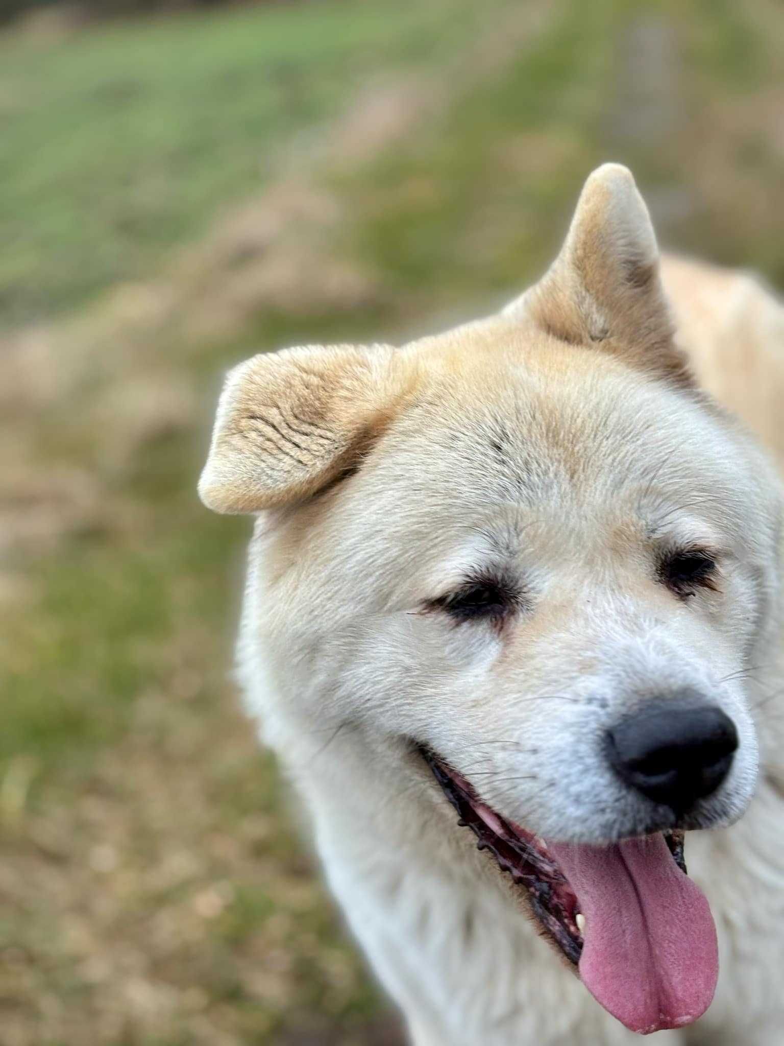 Gaja - Akita w Potrzebie