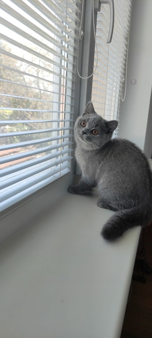 Британский котенок