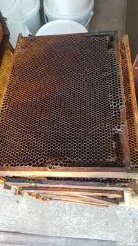 Ramki pszczele, plastry, przeczerwione ramki do hodowli mola woskowego