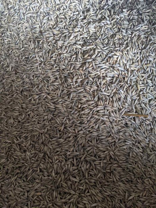 Продаю овес - 6000 за т