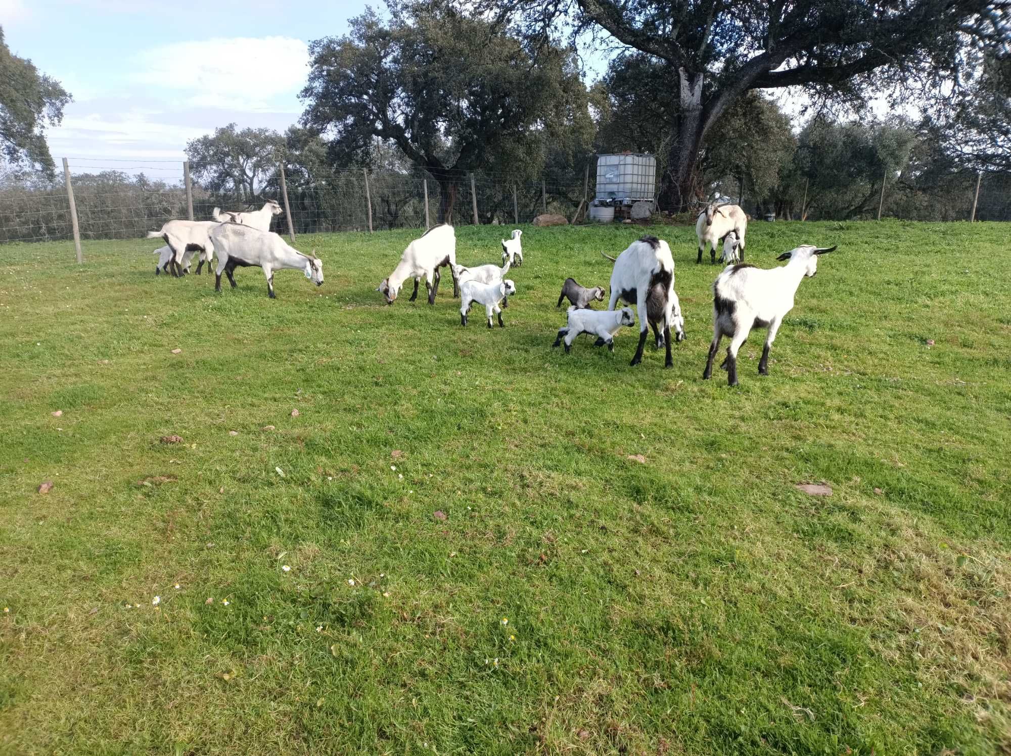 Cabras Serpentinas puras