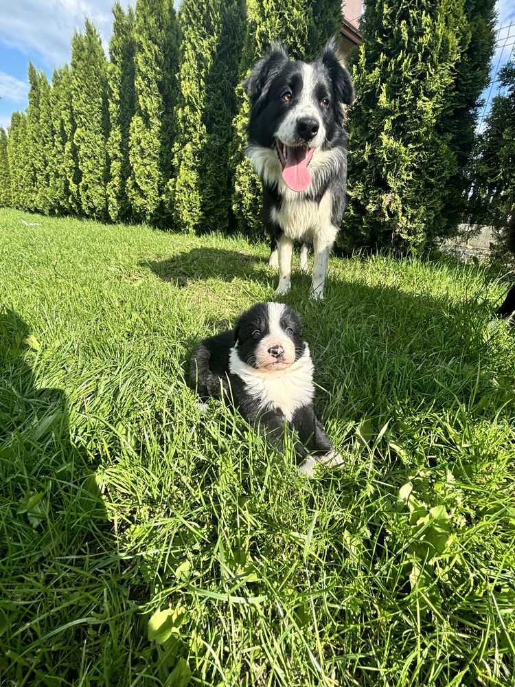 Suczka border collie gotowa do odbioru do domku