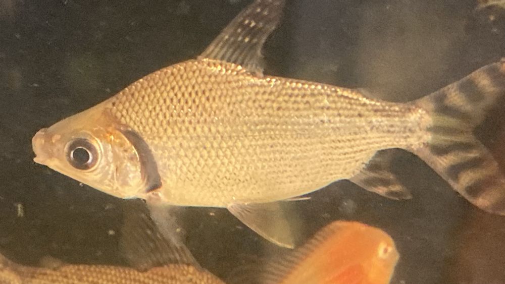 TABU FLAGTAIL Semaprochilodus Leszczanka W-wa
