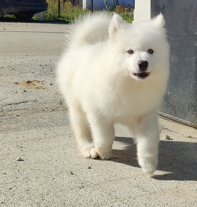 Samoyed ZKwP/FCI - Samiec o niezwykłej urodzie