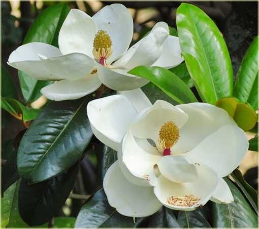 Magnolia grandiflora "Alta", wieczniezielona, duże sadzonki