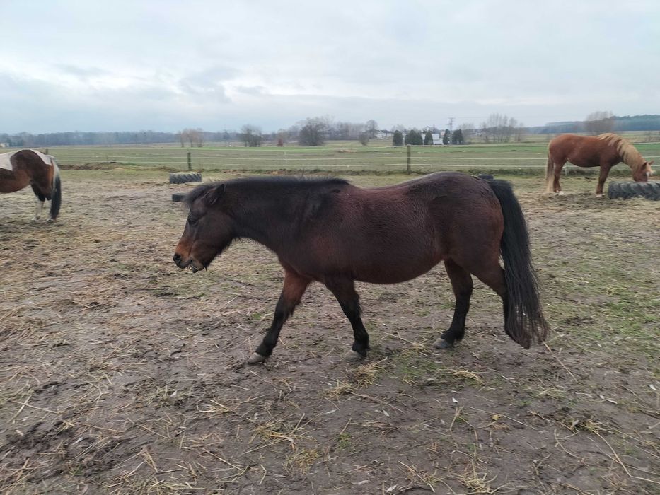 likwidacja stada- konie