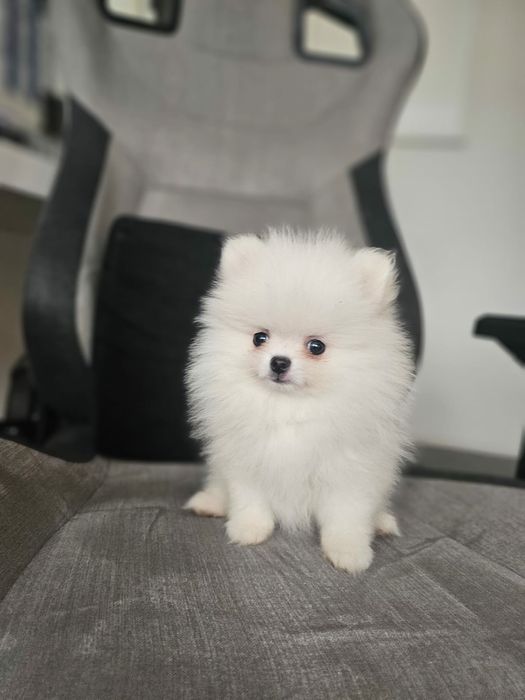 Spitz alemão anão branco