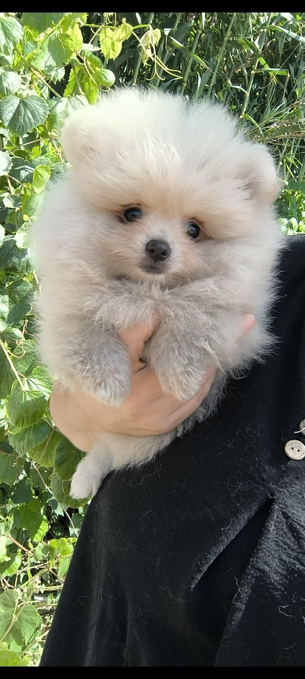 Spitz anão. Lulu da Pomerânia . Menino. Mini .Ursinho