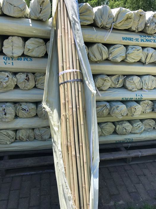 Tyczka Bambusowa 26/28 295 cm Tyczki Bambusowe