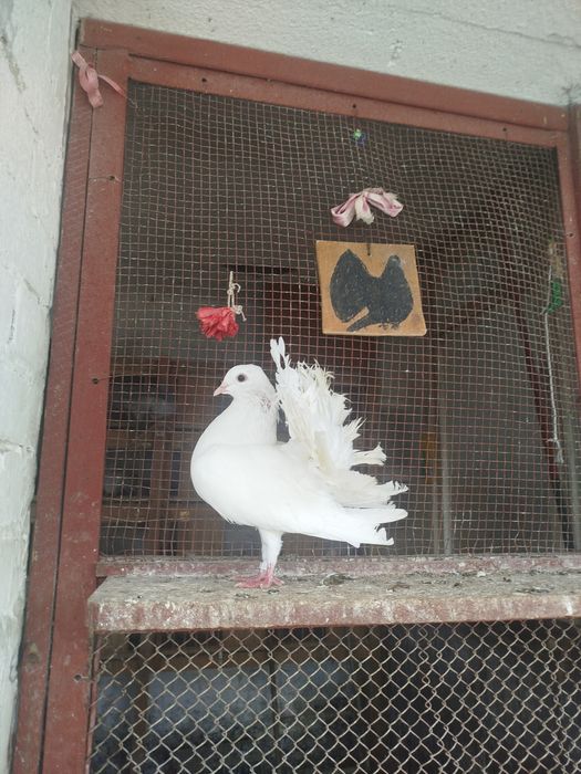 Pawiki żółte srebrne białe paw pawie