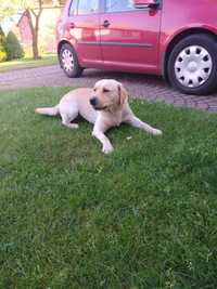 Labrador Retriever biszkoptowy