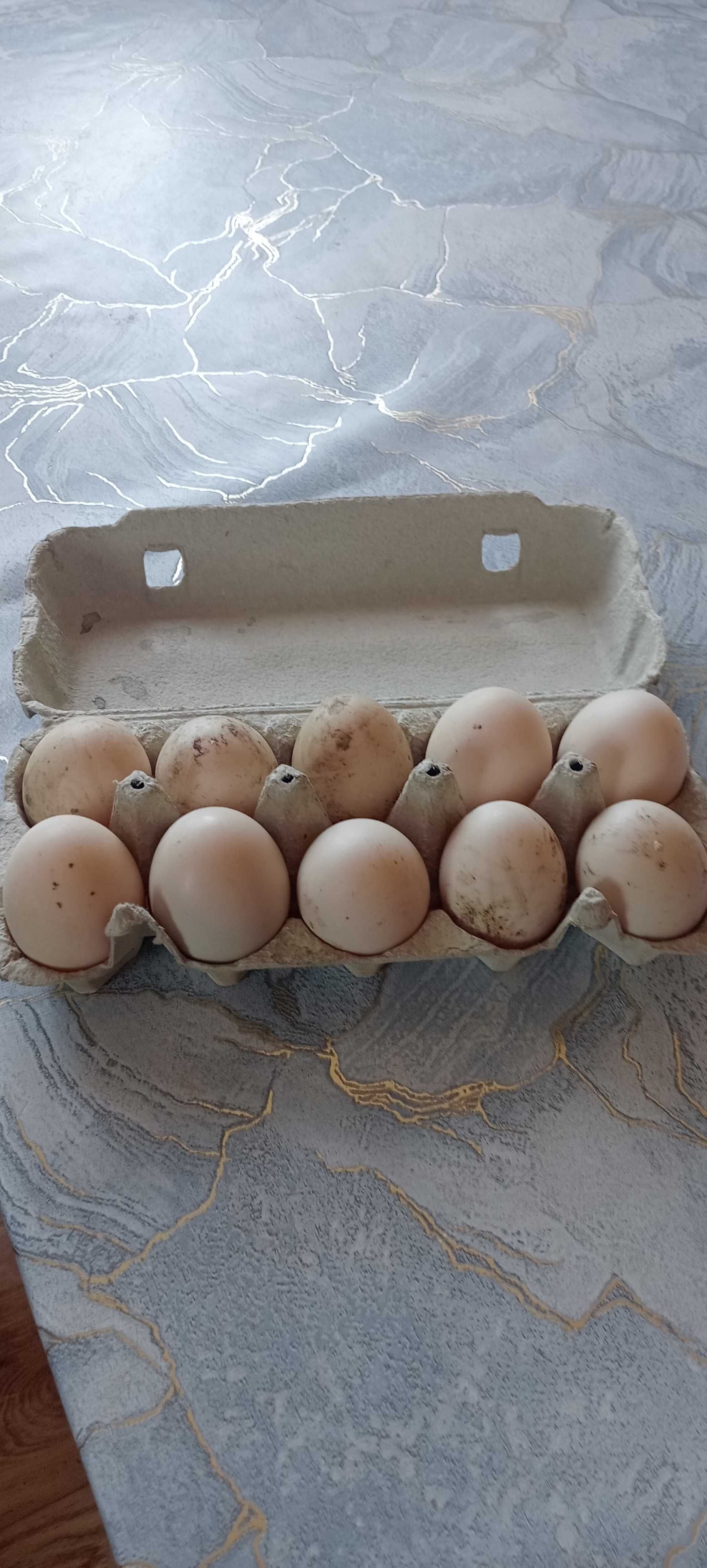 Sprzedam Jaja Lęgowe