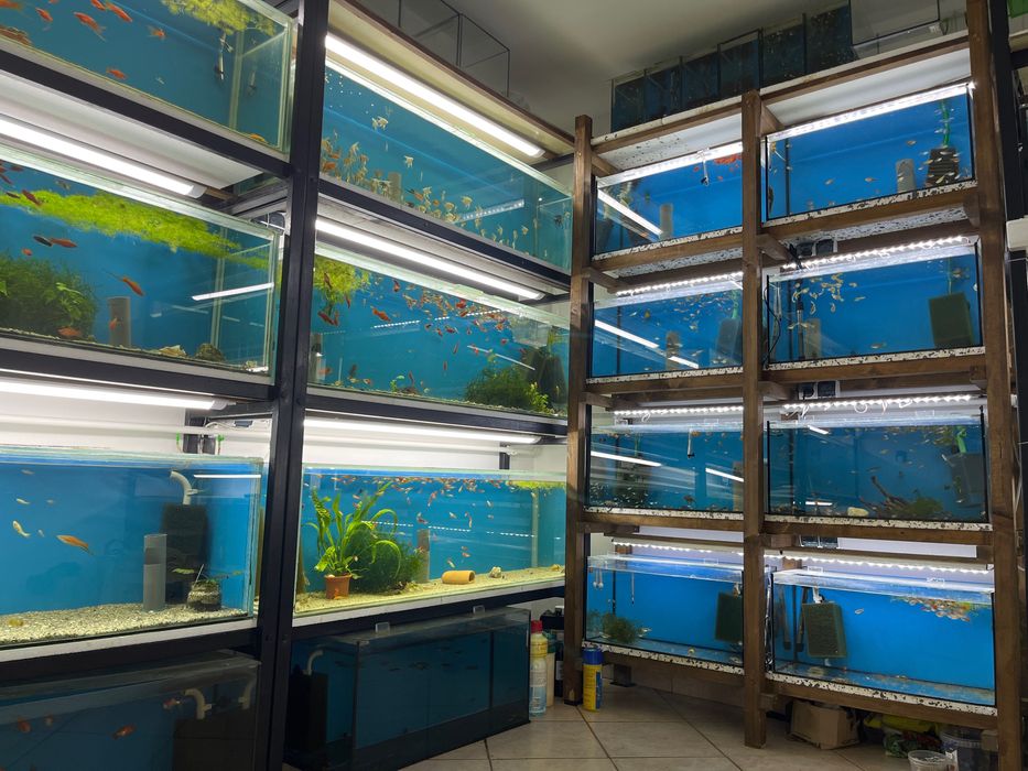 Molinezja złoto czarna i złota