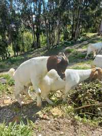 Cabrito boer com 4 meses