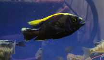 Otopharynx black orange dorsal