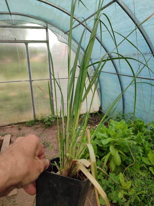 Кортадерія , біла